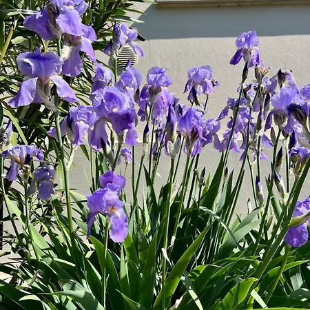 The Beekeeper, Country Escape & Terrace Near Parma Basilicanova