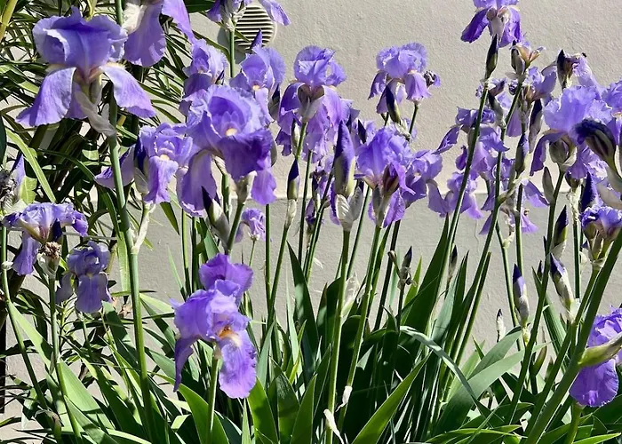 The Beekeeper, Country Escape & Terrace Near Parma Basilicanova